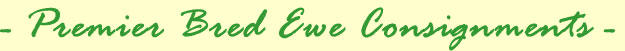 Premier Bred Ewe Consignments